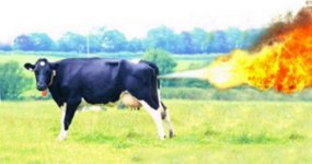 Cow Fart.jpg