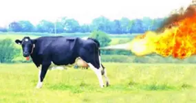 Cow Fart.webp