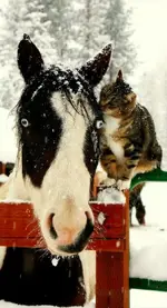 Cat A Horse 1.webp