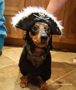 pirate-dachshund-costume.webp