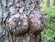 boob-tree-585bee4f3df78ce2c31cf9d1.jpg