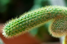 penis-cactus-164963602-5b071cceba61770036444a29.jpg