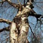 sexy_tree-56a4f68f5f9b58b7d0da1bb2.jpg