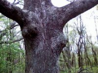 sexy_tree-wonky-boobs-56a4f68f5f9b58b7d0da1bb5.jpg