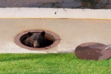 cos-manhole-bear_cpw_07262018.jpg