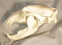 bear skull.jpg