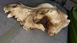 bear skull tn.jpg