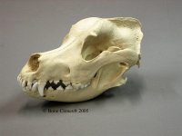 bear skull great dane.jpg