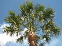 SabalPalmettoCabbagePalmtree01.webp