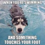 Dog swimming.jpg