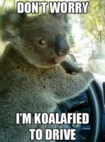 Koala bear driver.jpg