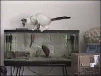 cat fish.gif