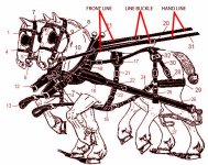 harness line buckle diagram.jpg