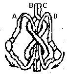 turkish puzzle ring.2.jpg