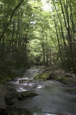 smokies hdr 2 (Small).jpg