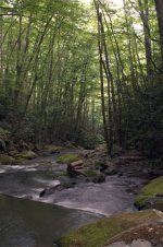 smokies hdr 4 (Small).jpg