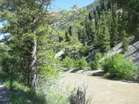 Wyoming Forest 003.webp