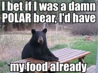 I-Bet-if-i-Was-A-Damn-Polar-Bear-Funny-Meme.jpg