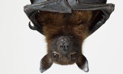 bats-hang-upside-108911323.jpg