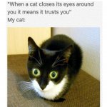 cat-meme-94-1024x1024.jpg