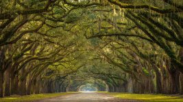 georgia-spanish-moss.jpg