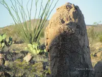 Lion thru gunsight solstice sunrise.webp