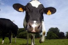 cow-with-ear-tag-eu.jpg