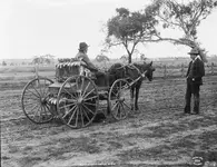 Australian_rabbiter,_NSW_from_The_Powerhouse_Museum_Collection.webp