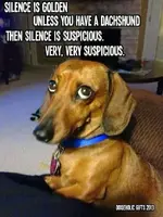 Dachshund-meme-supsicious-silence.webp