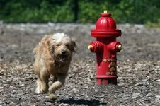 dog being chased by fire hydrant.jpg