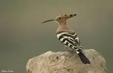 hoopoe.webp