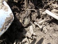 Field finds 5-12-08 027.jpg