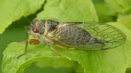 Cicada.webp