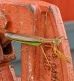 praying mantis1.JPG