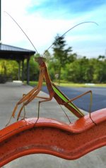 praying mantis2.JPG