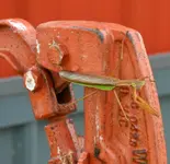 praying mantis3.webp