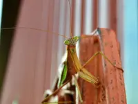 praying mantis4.webp