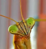 praying mantis5.webp