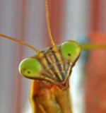 praying mantis5.JPG