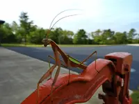 praying mantis12.webp