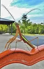 praying mantis2.webp