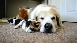 cat and dog.webp