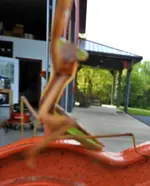 praying mantis13.webp