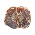 petrified-wood-500x500.webp