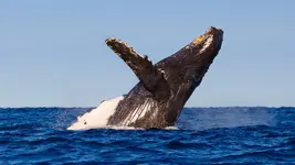 hero_whale_humpback.webp