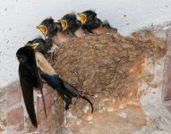 barn-swallow-nest-dreamstime-crop.jpg