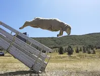 sheep jump...webp