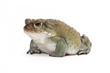 colorado-river-toad-for-sale.jpg