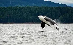 orca-jumping-over-the-water.webp