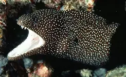 moray-eel-pattern.webp